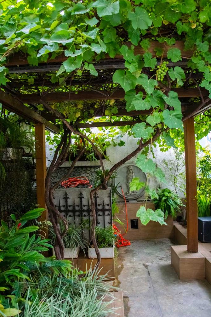 Oásis na Casa da Boia, que mantém um jardim com uma parreira em pleno centro de São Paulo.