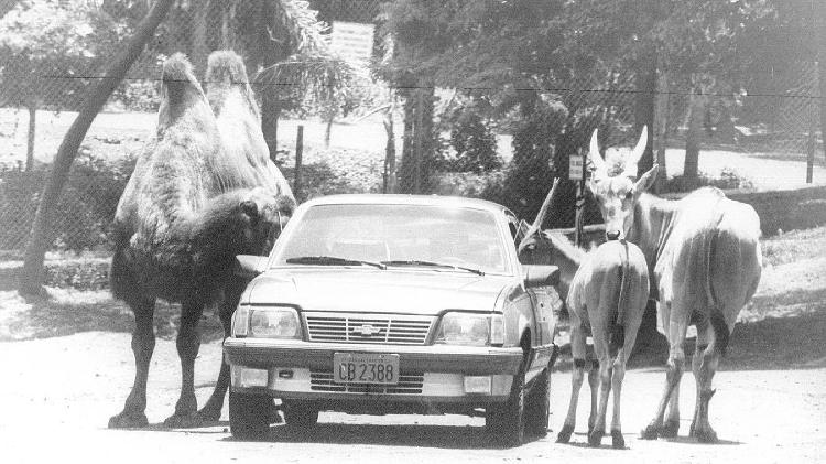 Até os anos 2000 as pessoas circulavam pelo Simba-Safári com seus próprios veículos.